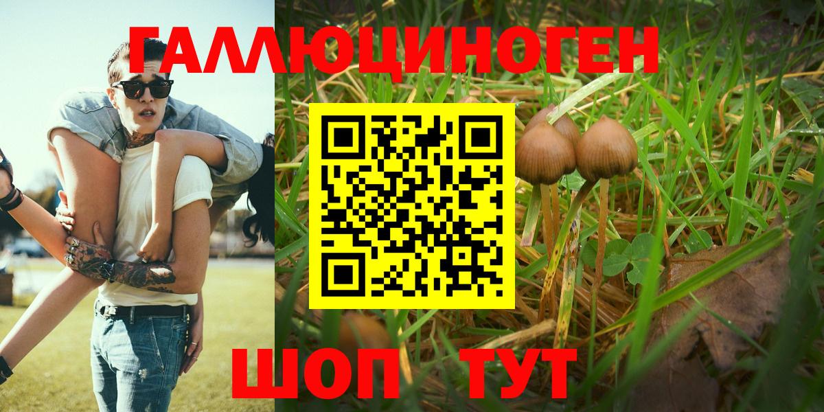 Псилоцибиновые грибы Psilocybe  Вход с VPN  Балахна 